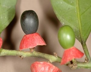 Heisteria fruta | Frutas con h
